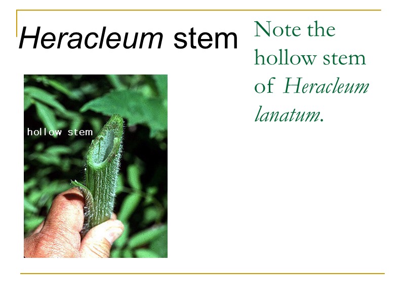 Note the hollow stem of Heracleum lanatum.  Heracleum stem